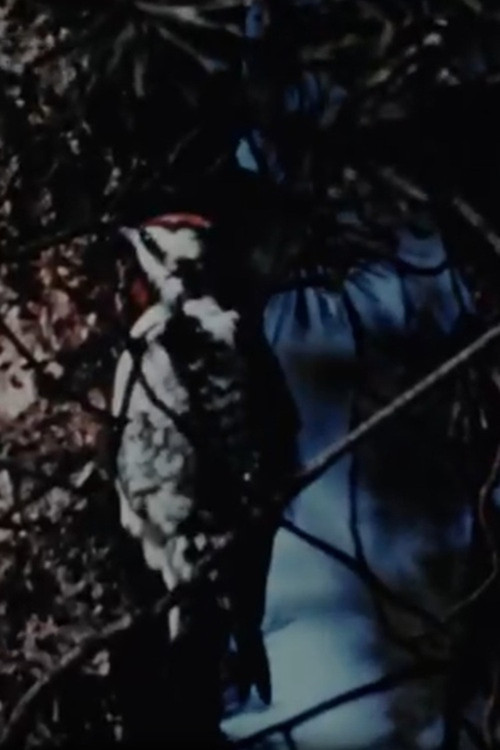 The Seasons (1954) poster