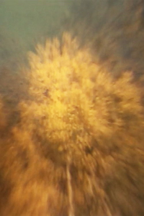 Über den Flammenbaum (1977) poster