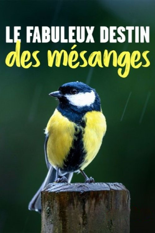 Kleine Meise ganz groß (2021) poster