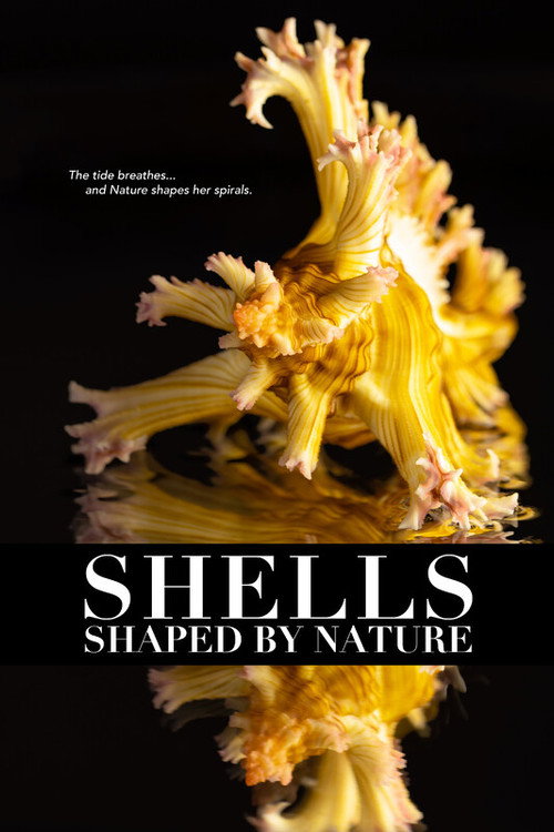 Shells: Shaped by Nature (2026) poster