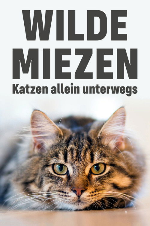 Wilde Miezen - Katzen allein unterwegs (2017) poster