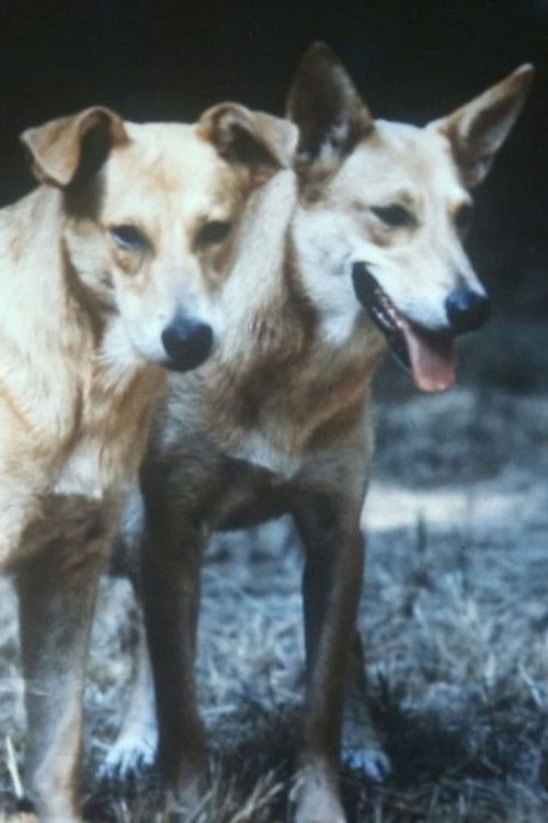 Heavy Water (2018) poster