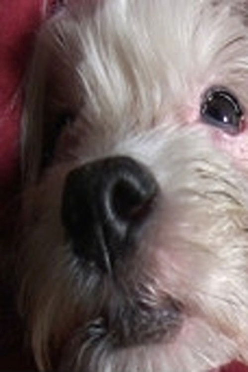 Doggy Life (2011) poster