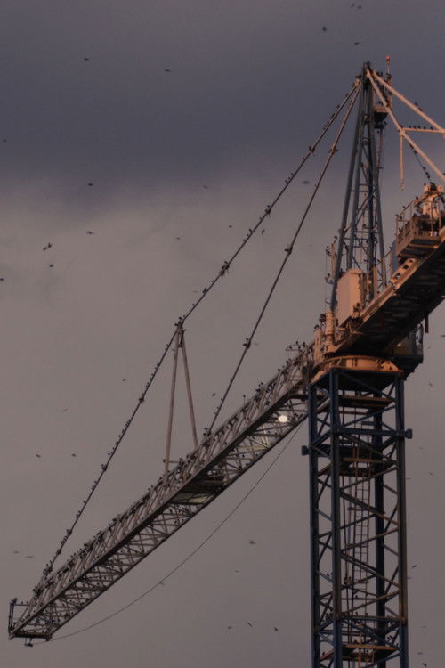 Homing (2024) poster