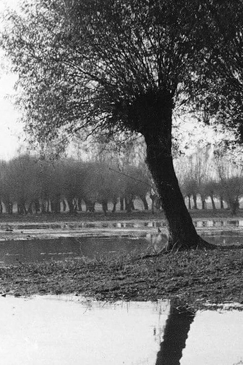 Black Waters (1956) poster