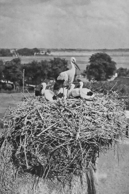 The Storks (1920) poster