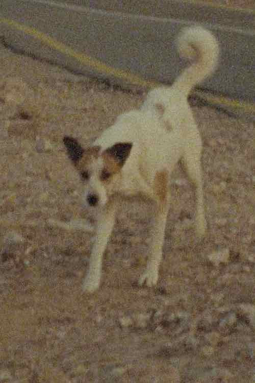 A Donkey (2024) poster