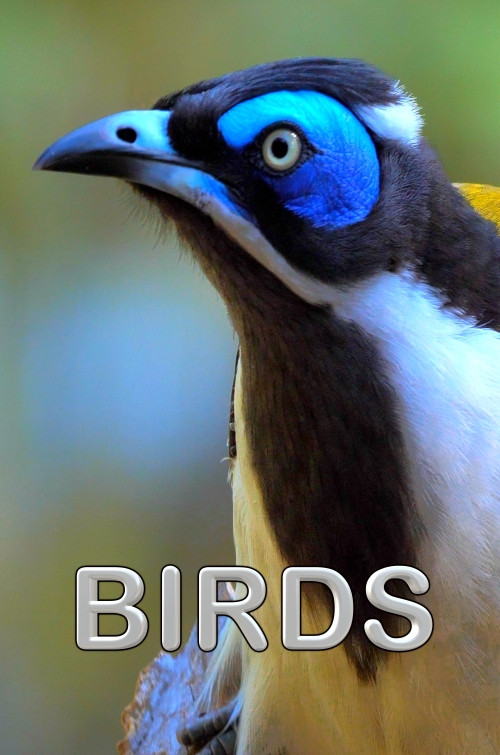 Birds (2021) poster