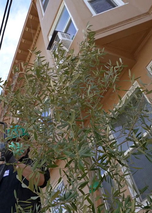 Olive for Steve (2022) poster