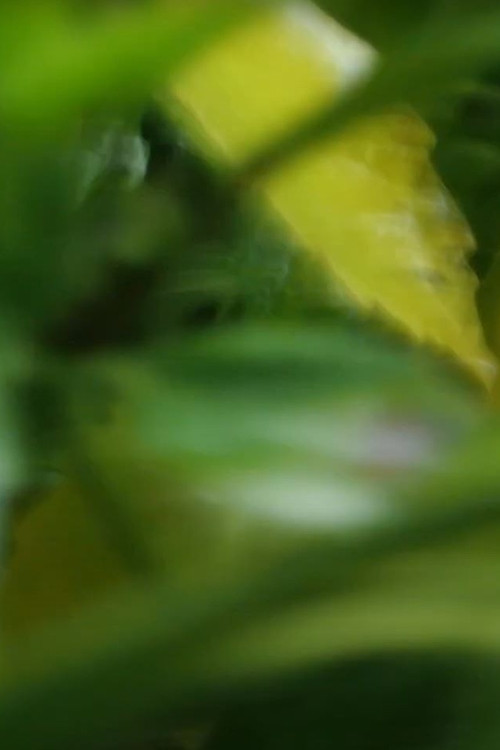 Medicine Cabinet (2023) poster