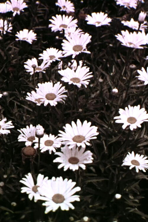 Spring Symphony (1956) poster