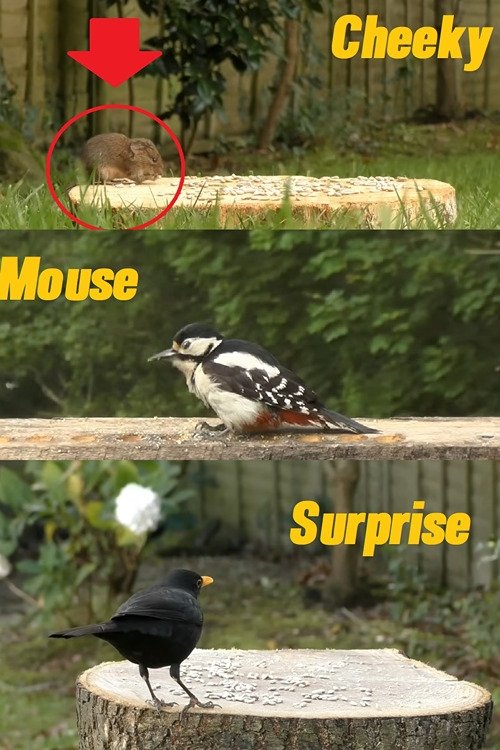 A Cheeky Mouse Surprise poster