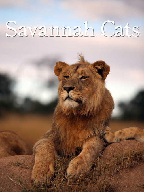 Savannah Cats (1995) poster