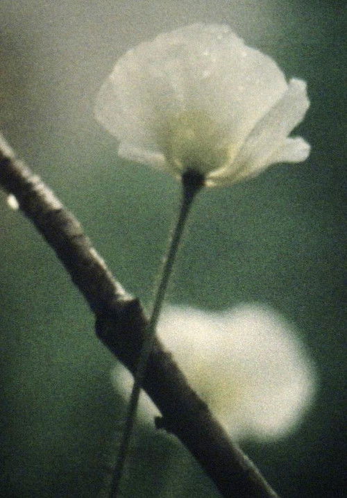 Terzen (1998) poster