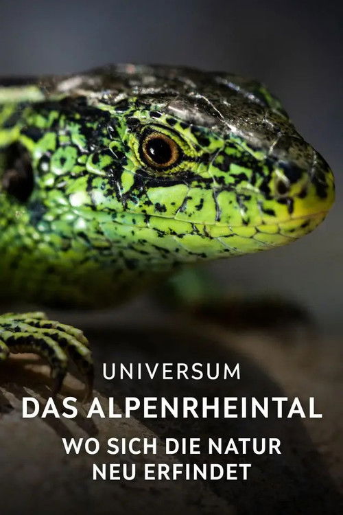 Das Alpenrheintal – Wo sich die Natur neu erfindet (2025) poster