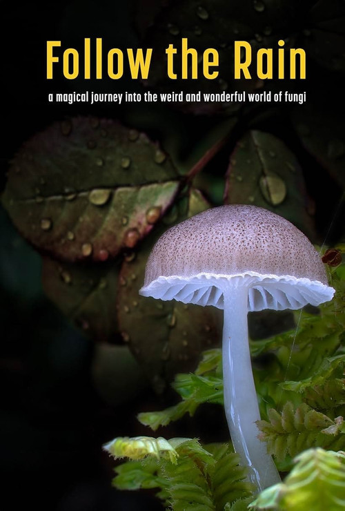 Follow the Rain (2024) poster