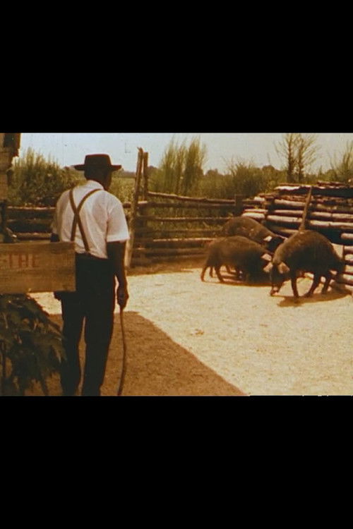 Hush Hoggies Hush: Tom Johnson's Praying Pigs (1978) poster