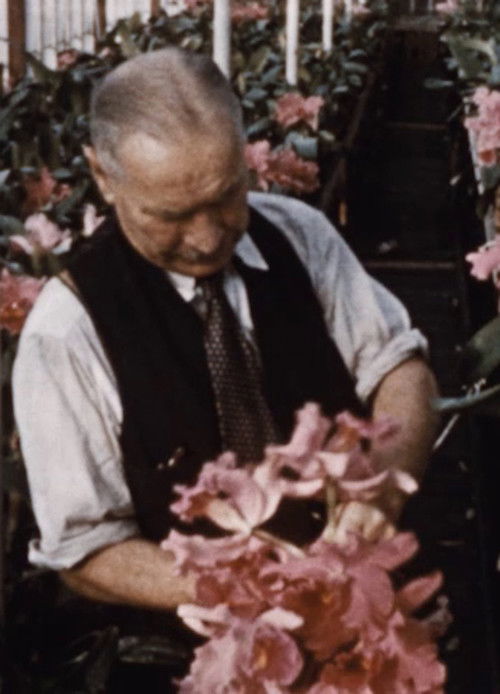 Andy Benson Orchid (1954) poster