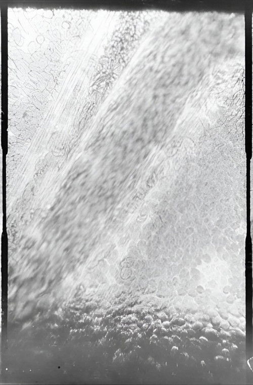 Déplacement des globules de sang dans un vaisseau capillaire (1892) poster