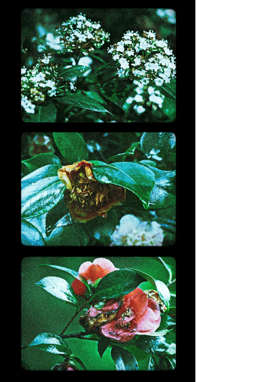 Flowers (III) (2025) poster