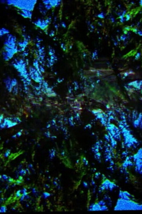 A Film Containing Trees (2018) poster