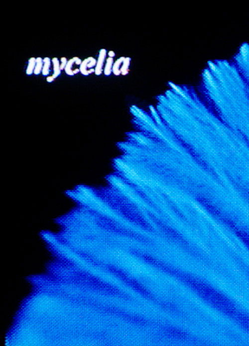 mycelia (2023) poster