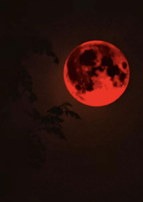 Intoxicating Tides (2025) poster