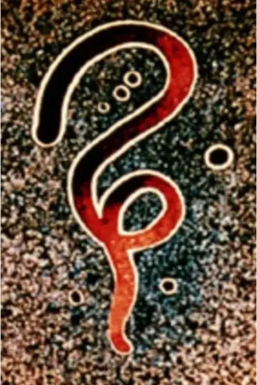 Caravan (1952) poster