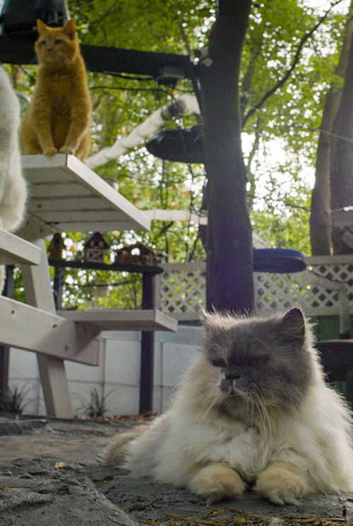 Cat Town, USA (2025) poster