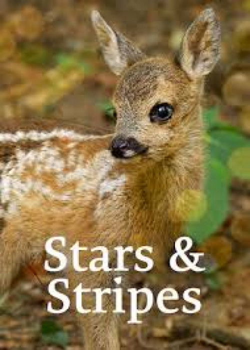 Stars and Stripes poster