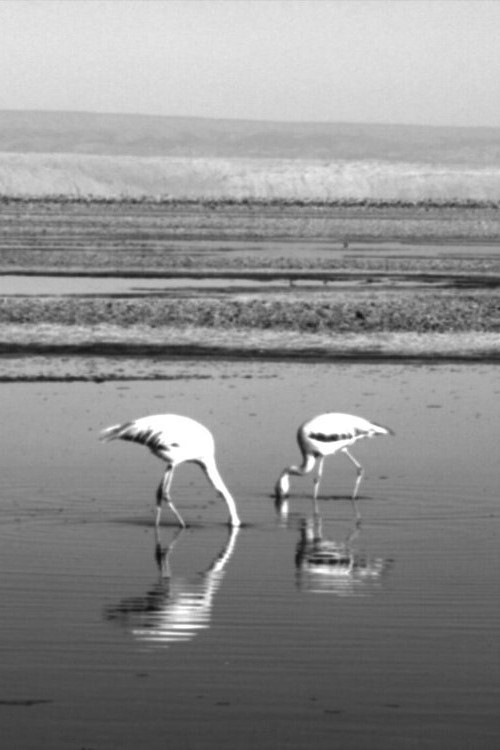 Golpes (2020) poster