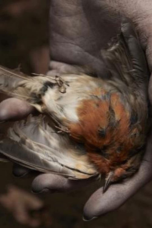 The Deathless Woman (2019) poster