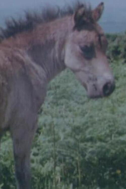 Four Degrees West (1965) poster