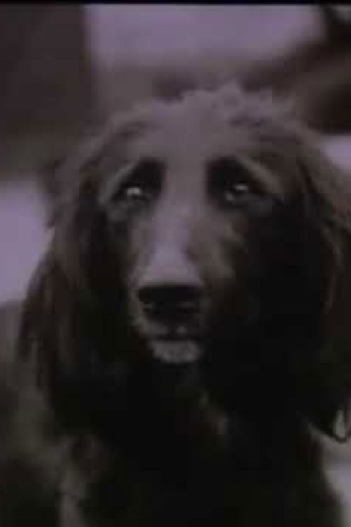 The Dog Was Running (1990) poster