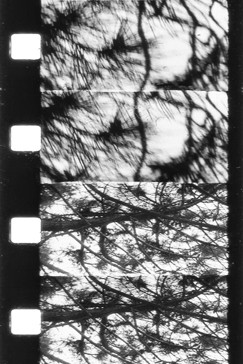 Natural Focus (2012) poster