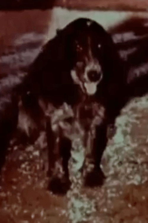 Happy Kuchkhi (1978) poster