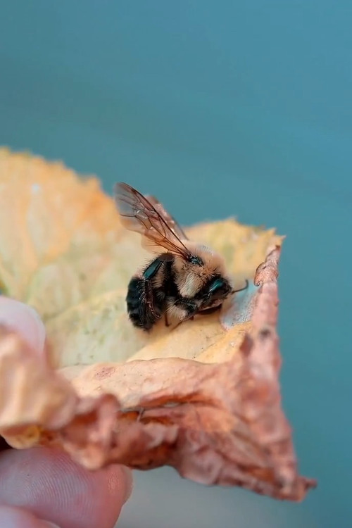 Des abeilles pour demain poster