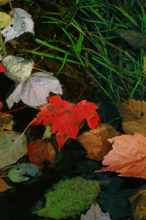 The Long Rainbow (2024) poster