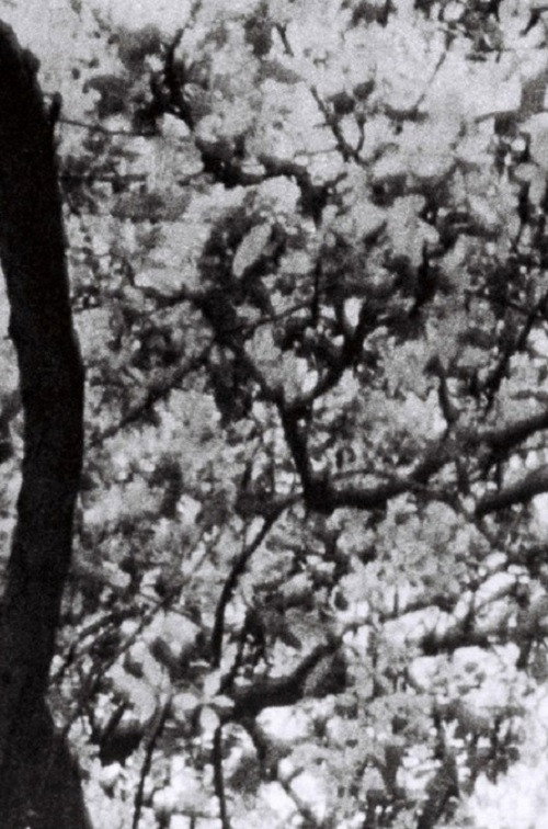 This is for Jonas Mekas (2023) poster