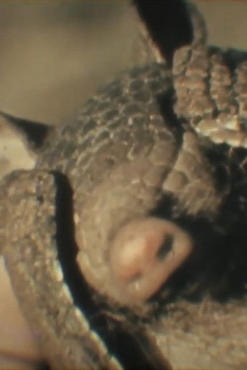 Fauna Sudamericana N°8: Mulita (1957) poster