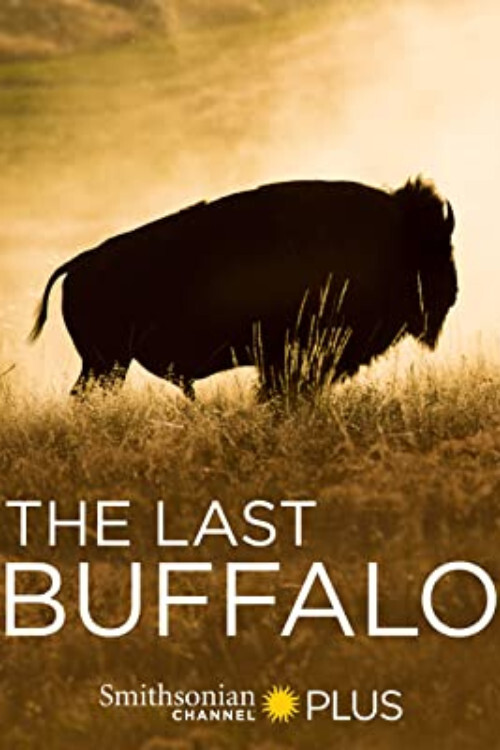 The Last Buffalo (2017) poster