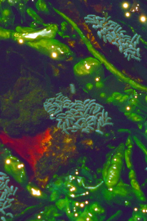 The Seashore (2023) poster