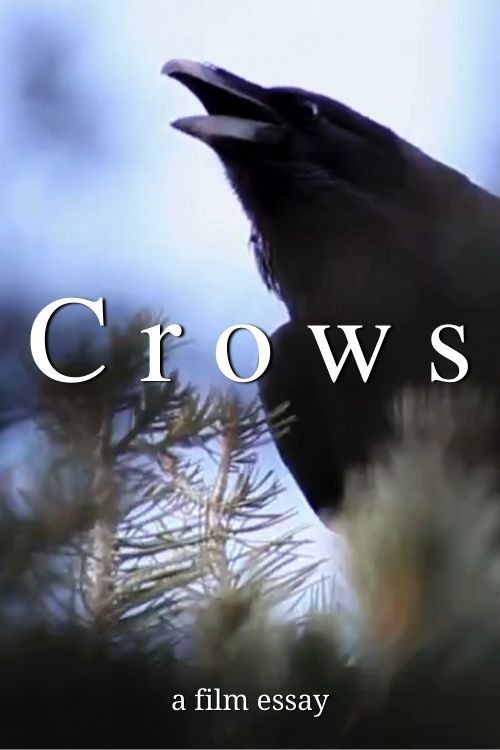 Crows - A film essay (2022) poster
