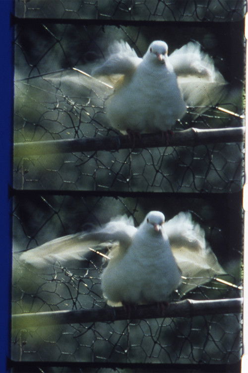 Côté jardin (2007) poster