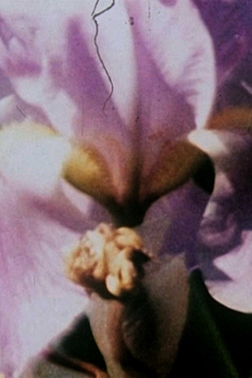 Fleurs sans titre (2002) poster