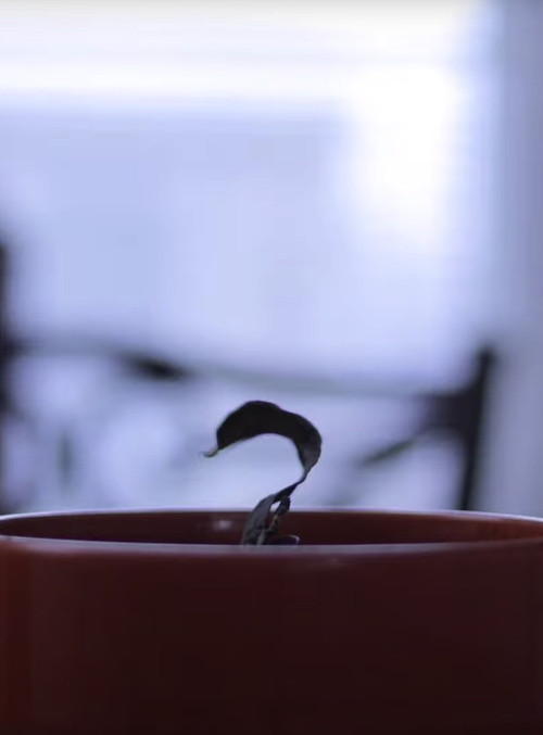 Food Journal (2020) poster