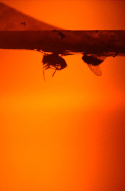 Moon Party (2018) poster