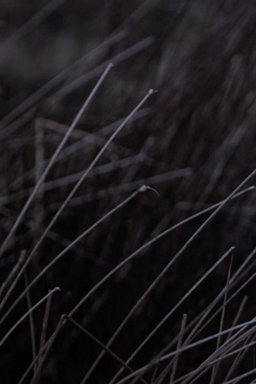 Koan V (2021) poster