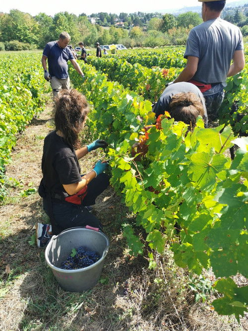 Chemins de vigne poster