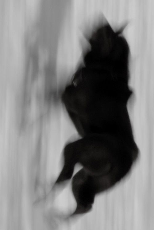 Two Dogs (2022) poster